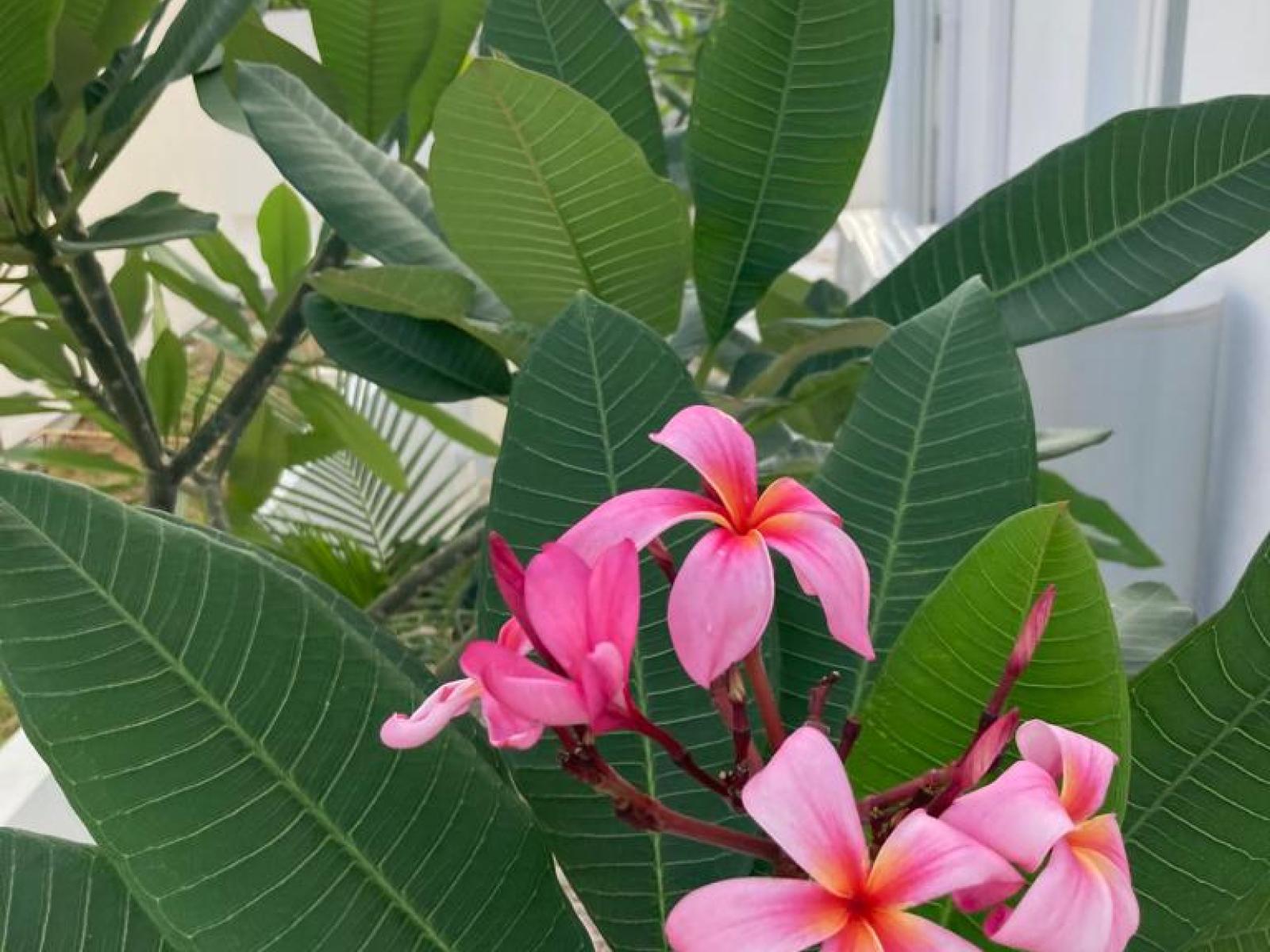 Greenery surrounds the home in Oranjestad Aruba - Incorporation of greenery and natural elements for a fresh and lively feel - Invigorate your space with the beauty of plants - Experience the calm ambiance of inviting area