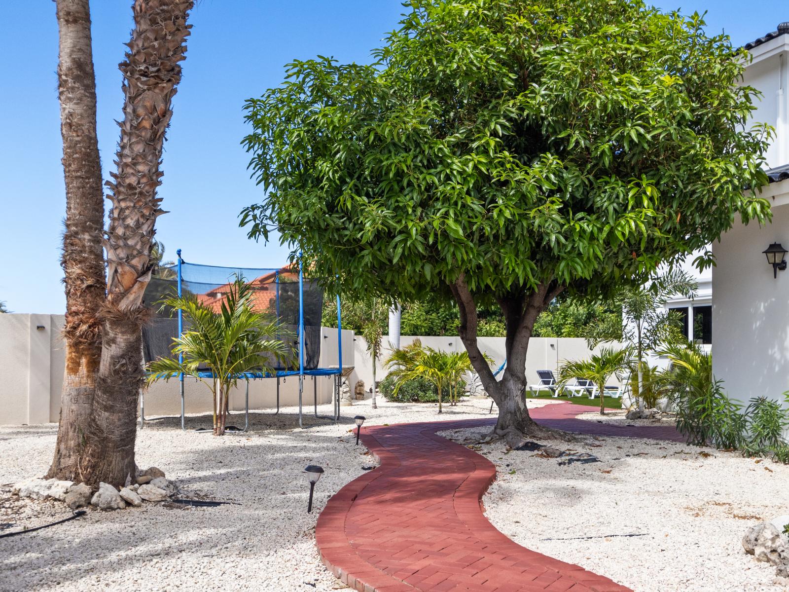 A thriving mango tree adjacent to a trampoline, adding a touch of nature and fun to the outdoor area.