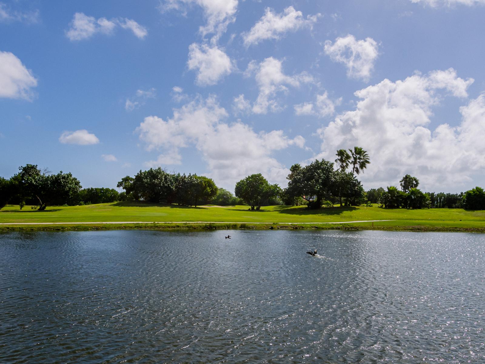 Discover tranquility at Divi Lake, where serene waters mirror the beauty of Aruba's landscape. Whether strolling along its shores or simply taking in the peaceful ambiance, let Divi Lake be your oasis of relaxation amidst the island paradise.